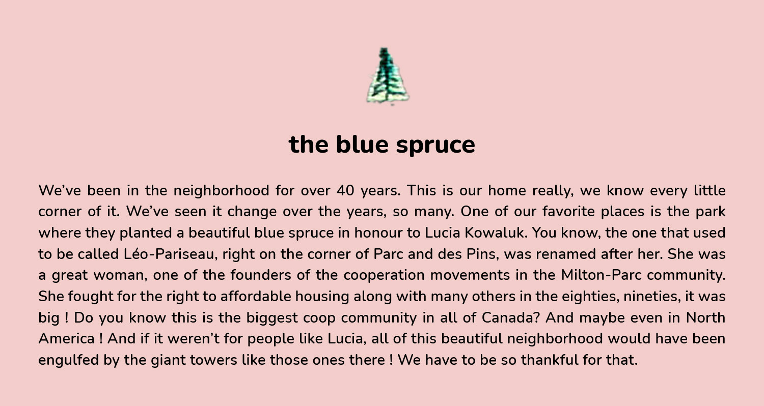 The blue spruce